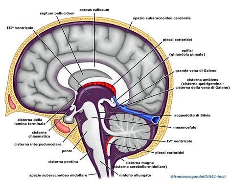 what is prominent cisterna magna.